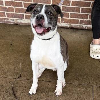 Rocko -  Pit Bull Terrier Dog for Adoption in Waterloo, Iowa - Rocko | PetCurious