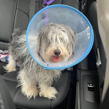 Yorkshire Terrier Dogs Available for Adoption in Waterford, New Jersey - REGAL | PetCurious