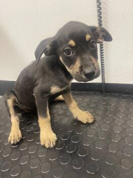 Willow -  Labrador Retriever and Mixed Breed Dog for Adoption in Kemp, Texas - Willow | PetCurious