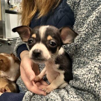 Acorn -  Chihuahua Dog for Adoption in Enfield, New Hampshire - Acorn | PetCurious