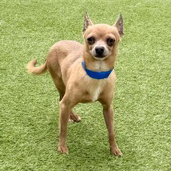 Parker - Missouri MY26-140 -  Chihuahua Dog for Adoption in Peyton, Colorado - Parker - Missouri MY26-140 | PetCurious