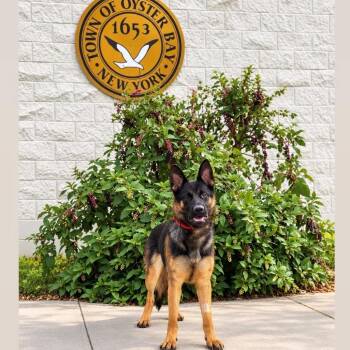 Victoria -  German Shepherd Dog Dog for Adoption in Syosset, New York - Victoria | PetCurious