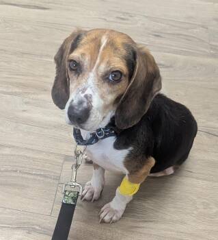 Beagle Dogs Available for Adoption in Oswego, Illinois - Barney | PetCurious