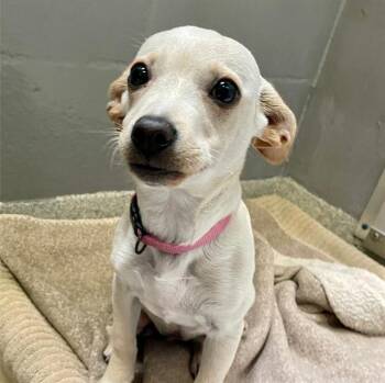 PRINCESS -  Chihuahua Dog for Adoption in Alameda, California - PRINCESS | PetCurious