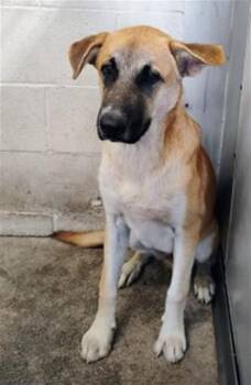 LUCAS -  German Shepherd Dog Dog for Adoption in San Bernardino, California - LUCAS | PetCurious