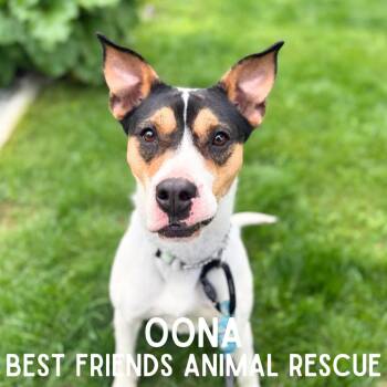 Oona -  Pit Bull Terrier and Shar Pei Dog for Adoption in Wasilla, Alaska - Oona | PetCurious
