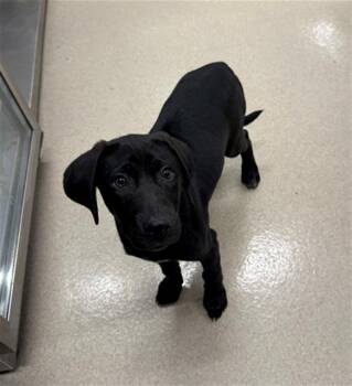 Plott Hound Dogs Available for Adoption in Baytown, Texas - MARCUS | PetCurious