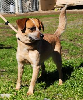 Australian Cattle Dog Blue Heeler and Terrier Dogs Available for Adoption - 260221  Billie | PetCurious