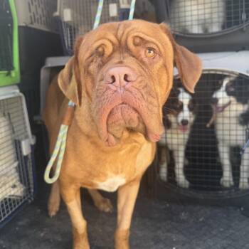 Harry Hank -  Dogue De Bordeaux Dog for Adoption in Northbrook, Illinois - Harry Hank | PetCurious