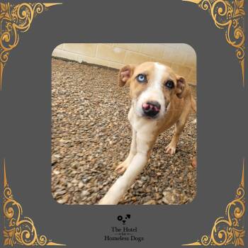 Charlie -  Australian Shepherd and Mixed Breed Dog for Adoption in Cumberland, Rhode Island - Charlie | PetCurious