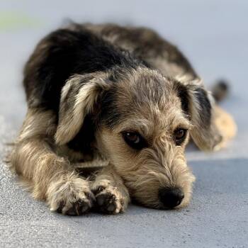 Terrier Dogs Available for Adoption in Hondo, Texas - Capri: I Smile | PetCurious