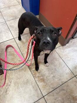 Sweet Thang -  Mixed Breed Dog for Adoption in Cincinnati, Ohio - Sweet Thang | PetCurious