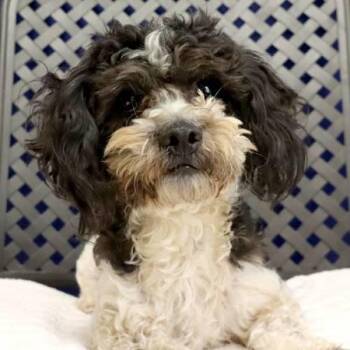 Oreo -  Poodle Dog for Adoption in Fort Davis, Texas - Oreo | PetCurious