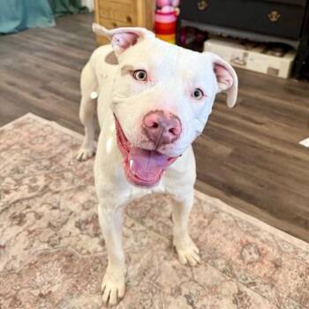 Pit Bull Terrier Dogs Available for Adoption - Zumi Cutie Too Sweet To Be True | PetCurious