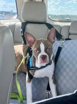 Frankie -  Boston Terrier Dog for Adoption in Van Vleck, Texas - Frankie | PetCurious