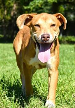 Rescue Mixed Breed Dogs for Adoption in West Chester, Pennsylvania - Madam Morrible | PetCurious