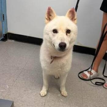 Paloma 26-07-043 -  Husky Dog for Adoption in Bastrop, Texas - Paloma 26-07-043 | PetCurious