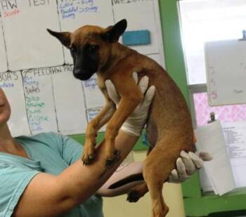 Maxine -  Belgian Shepherd Malinois and Black Mouth Cur Dog for Adoption in Picayune, Mississippi - Maxine | PetCurious