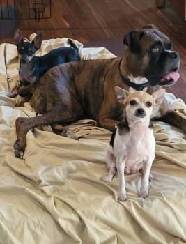 Ladybug -  Chihuahua Dog for Adoption in Austin, Texas - Ladybug | PetCurious