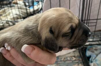 Male shaded cream  -  Miniature Dachshund Dog for Sale in Bethany, Connecticut - Male Shaded Cream  | PetCurious