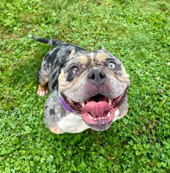 Siren -  American Bully Dog for Adoption in Brunswick, Ohio - Siren | PetCurious