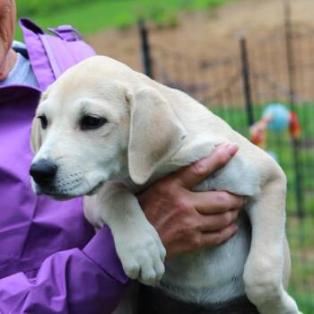 Mountain Cur and Mixed Breed Dogs Available for Adoption in Eastford, Connecticut - CT Nala Avail May 30 (Ellington, CT) | PetCurious