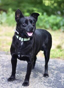 Printer in NH. Come Meet our Adoptable Dogs Wednesday-Saturday.  -  Corgi Dog for Adoption in Manchester, New Hampshire - Printer In NH. Come Meet Our Adoptable Dogs Wednesday-Saturday.  | PetCurious