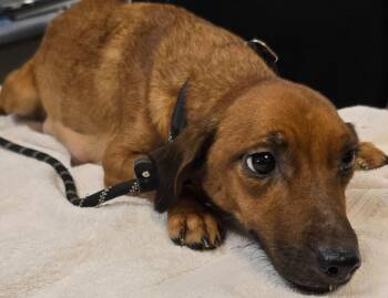 Nikki -  Beagle and Dachshund Dog for Adoption in Murphysboro, Illinois - Nikki | PetCurious