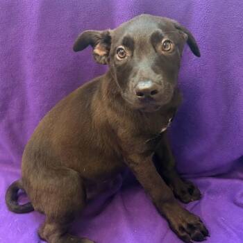 Seraphina -  Mixed Breed Dog for Adoption in Waterloo, Iowa - Seraphina | PetCurious