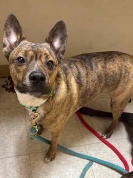 Remy **Bonded with Baby Girl** -  Mixed Breed Dog Available for Adoption in Peru, New York - Remy **Bonded With Baby Girl** | PetCurious