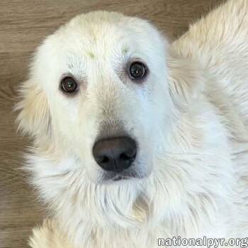 Fluffy in NC - Has The Sweetest Puppy-Dog Eyes -  Great Pyrenees Dog for Adoption in Beacon, New York - Fluffy In NC - Has The Sweetest Puppy-Dog Eyes | PetCurious