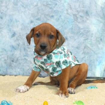Tio -  Mixed Breed and Hound Dog for Adoption - Tio | PetCurious