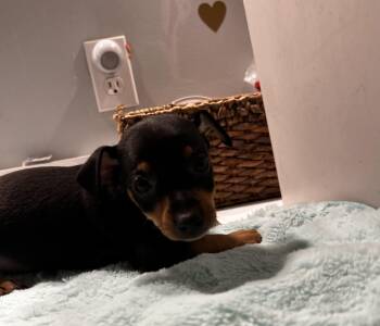 Rescue Miniature Pinscher Dogs for Adoption in Brownstown, Indiana - Monica | PetCurious