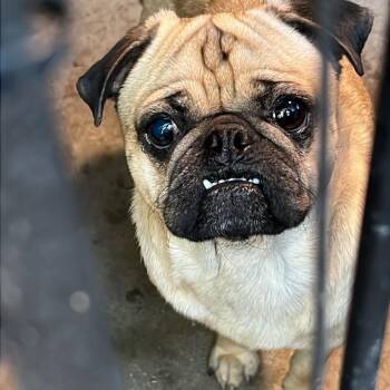 Pug Dogs Available for Adoption in Yreka, California - Mochie  | PetCurious