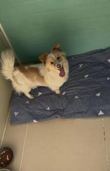 Sunny -  Corgi and Jindo Dog for Adoption in West Hollywood, California - Sunny | PetCurious
