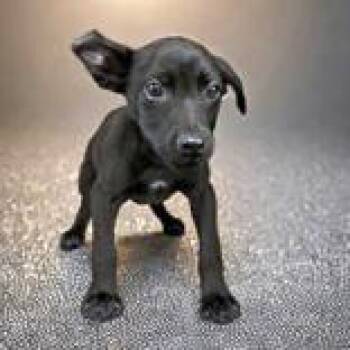 Dumbo -  Chihuahua and Labrador Retriever Dog for Adoption in Portsmouth, Ohio - Dumbo | PetCurious
