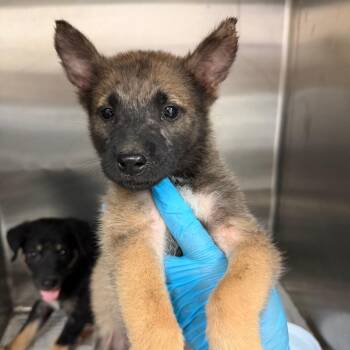 Kyle -  Shepherd Dog for Adoption in Edinburg, Texas - Kyle | PetCurious