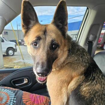 CHICA -  German Shepherd Dog Dog for Adoption in Athens, Alabama - CHICA | PetCurious