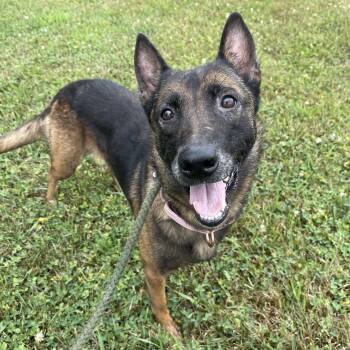 Haven -  Belgian Shepherd Malinois Dog for Adoption in Allegan, Michigan - Haven | PetCurious