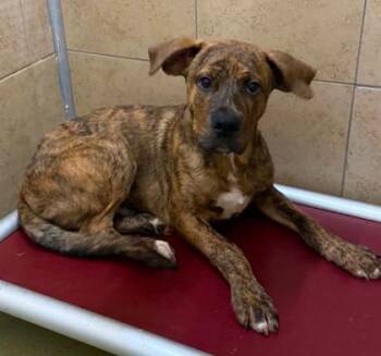 Tyson -  Mixed Breed Dog for Adoption in West Chester, Pennsylvania - Tyson | PetCurious