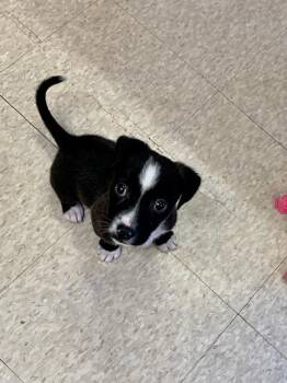 Rescue Terrier and Boston Terrier Dogs for Adoption in Boerne, Texas - Nemo | PetCurious