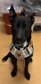 TOOTSIE -  Pit Bull Terrier and Mixed Breed Dog for Adoption in Martinez, California - TOOTSIE | PetCurious