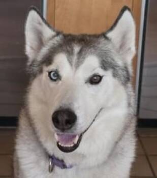 Sky -  Siberian Husky and Mixed Breed Dog for Adoption in Bellevue, Washington - Sky | PetCurious