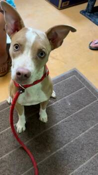 Pix -  American Staffordshire Terrier and Mixed Breed Dog for Adoption in Thayne, Wyoming - Pix | PetCurious
