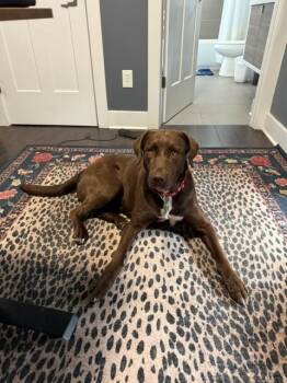 Jackie -  Labrador Retriever Dog for Adoption in Indianapolis, Indiana - Jackie | PetCurious