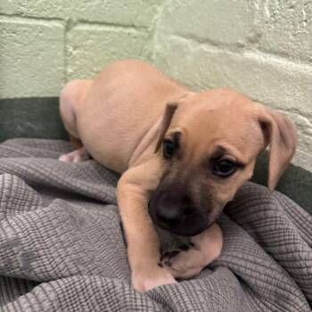 Cupcake -  Mixed Breed Dog for Adoption in West Palm Beach, Florida - Cupcake | PetCurious