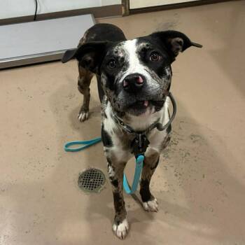 Luna -  Catahoula Leopard Dog and Mixed Breed Dog for Adoption in Buchanan Dam, Texas - Luna | PetCurious