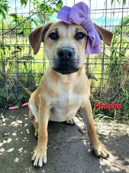 Black Mouth Cur and Labrador Retriever Dogs Available for Adoption in Elkhorn, Wisconsin - Phoebe  | PetCurious