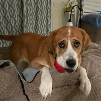 Rescue Mixed Breed Dogs for Adoption in Dover, New Hampshire - Josie | PetCurious