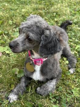 Princess Mouse -  Poodle Dog for Adoption in Spokane, Washington - Princess Mouse | PetCurious